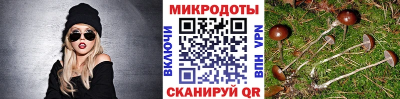 Галлюциногенные грибы Psilocybe  Ростов 
